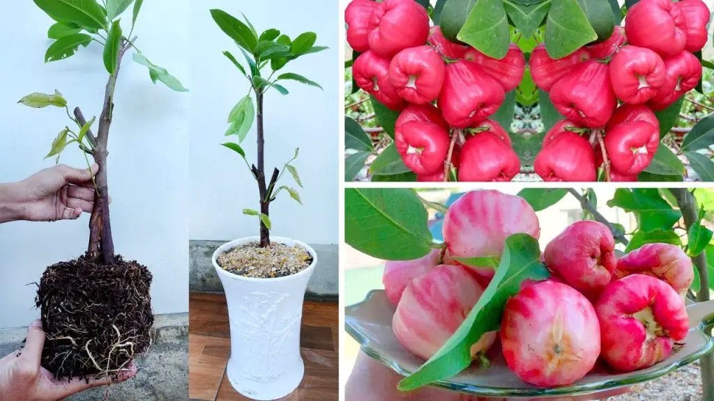 Plant And Reproduce Rose Apple Trees Is Easy And Quick, Produces Lots