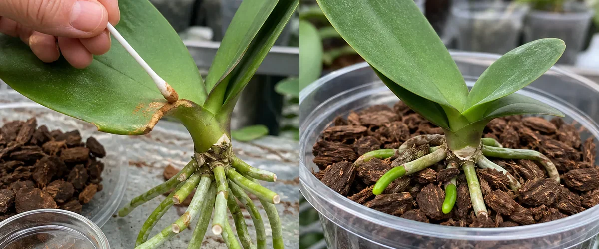 Photorealistic before-and-after orchid with a hand touching cinnamon to one trimmed wound and a healthy new leaf and roots later